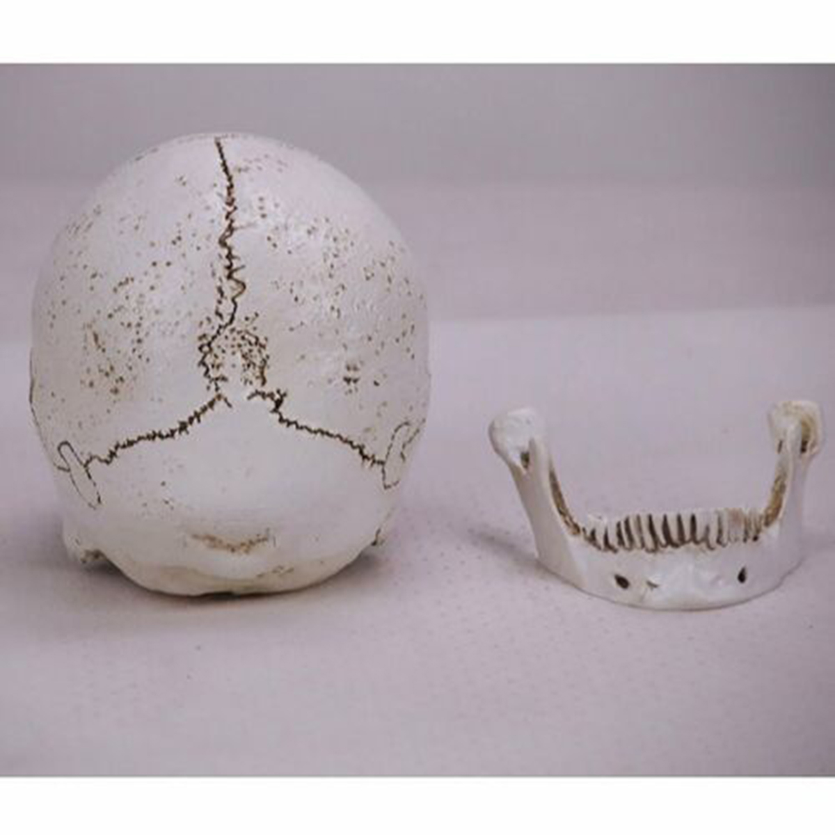 Human Skull _ho07c001_ Model_01