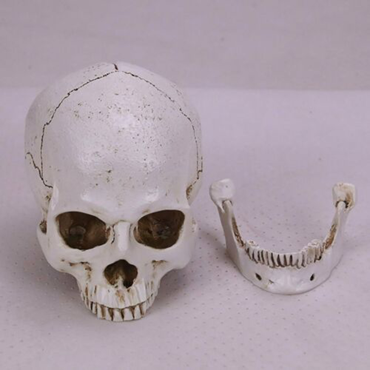 Human Skull _ho07c001_ Model_02