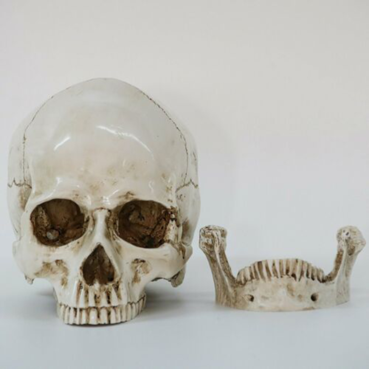 Human Skull _ho07c001_ Model_04