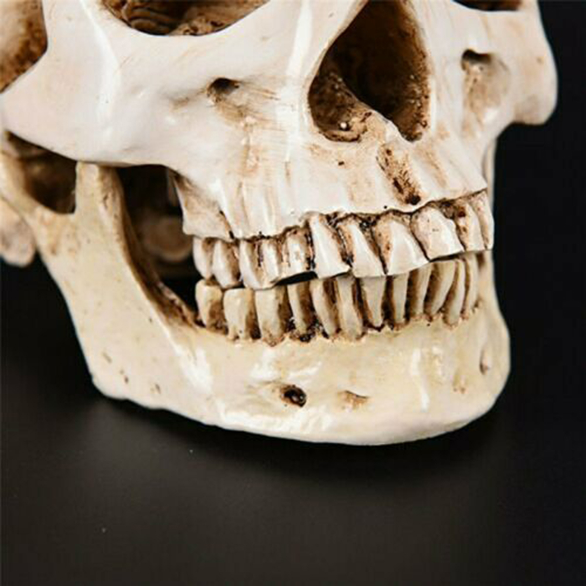 Human Skull _ho07c001_ Model_05