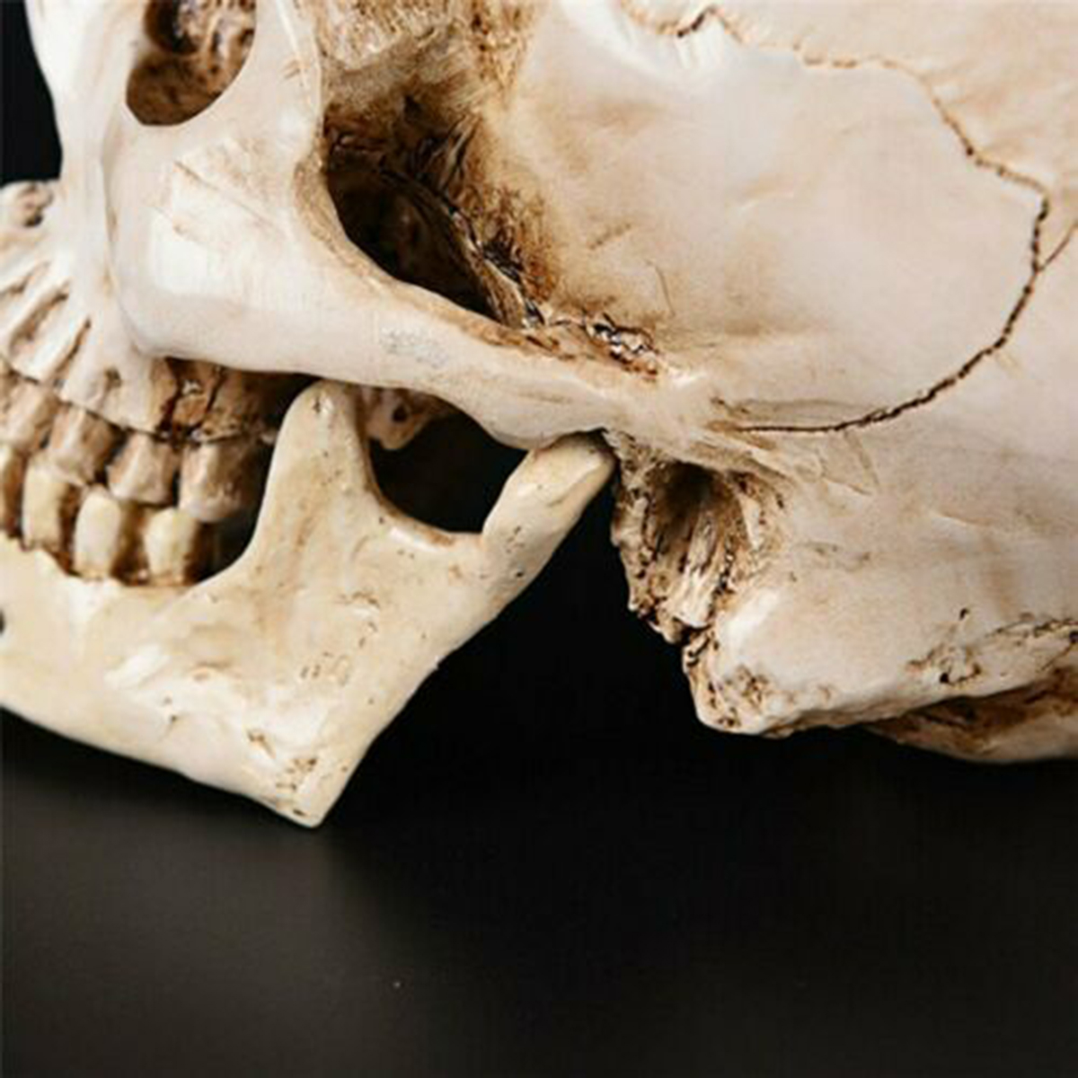 Human Skull _ho07c001_ Model_06