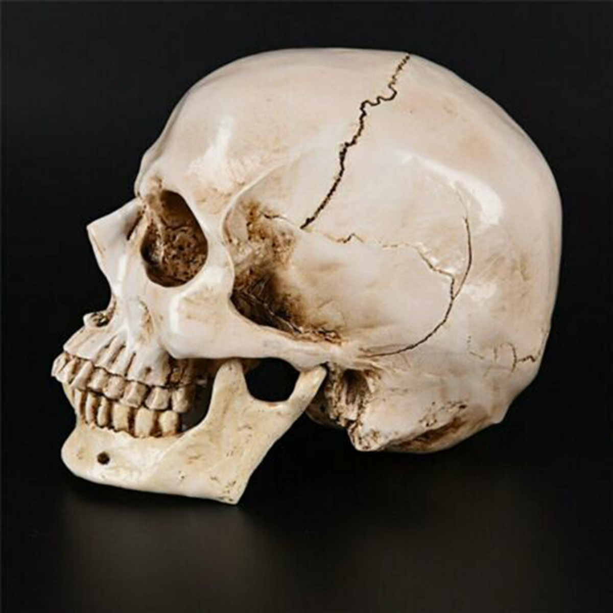 Human Skull _ho07c001_ Model_07