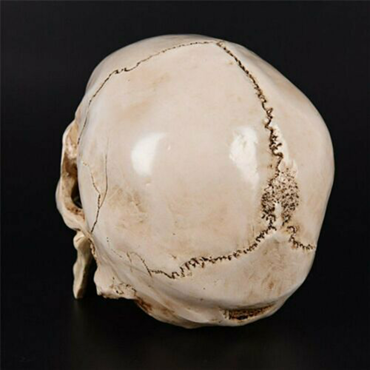 Human Skull _ho07c001_ Model_08