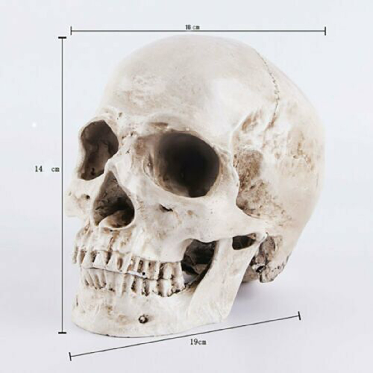 Human Skull _ho07c001_ Model_09