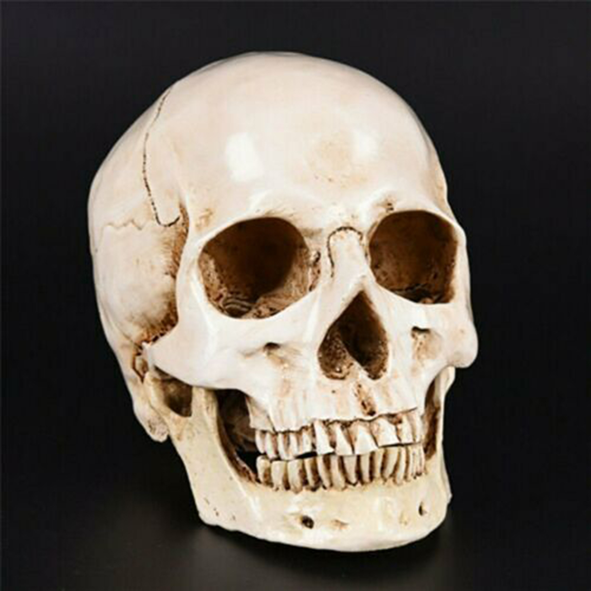 Human Skull _ho07c001_ Model_10