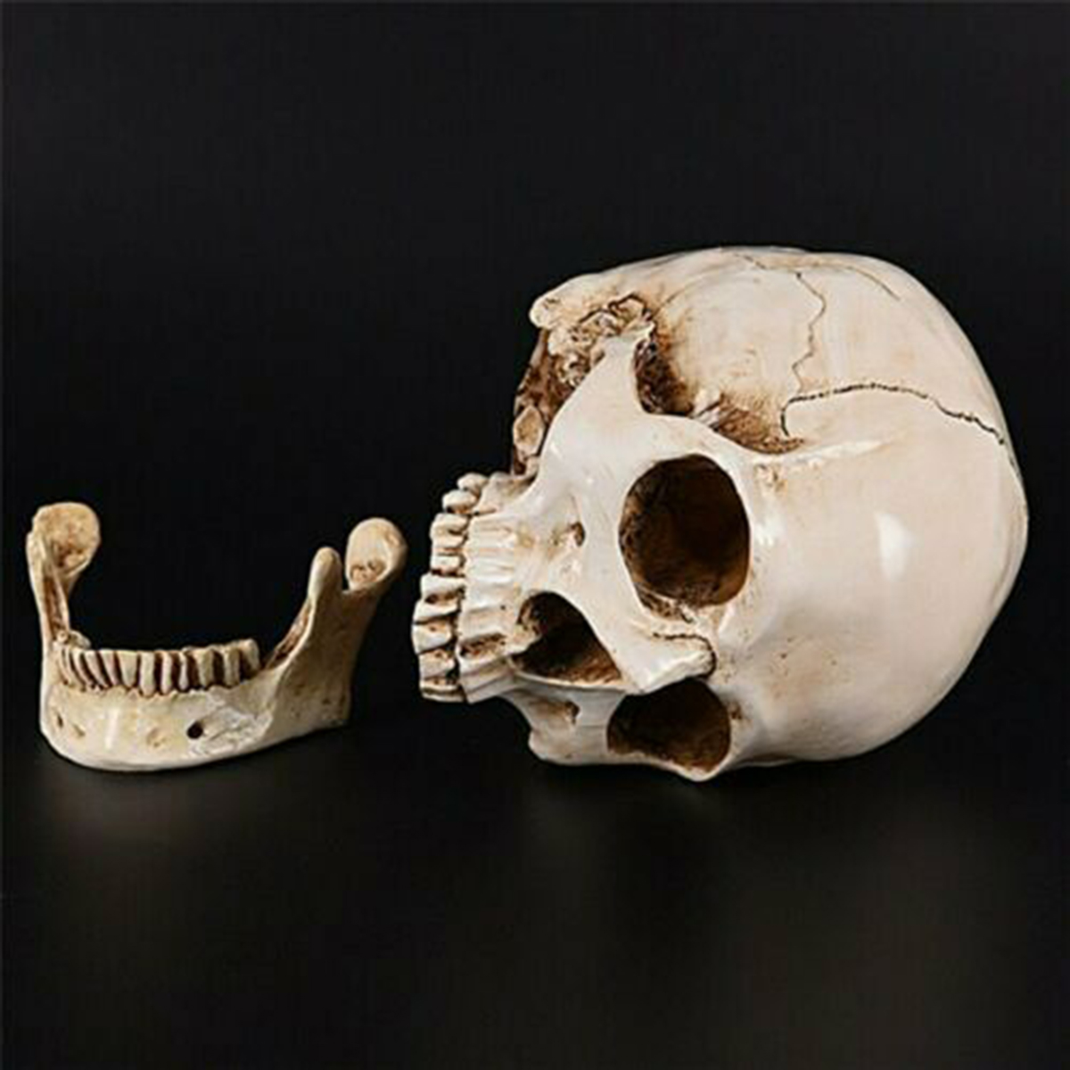 Human Skull _ho07c001_ Model_11